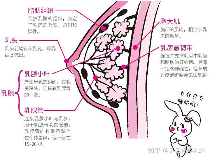 丰胸哪里好的全面解析与探讨