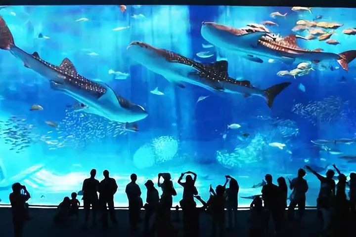 小鱼彩吧图库，探索丰富多彩的海洋世界